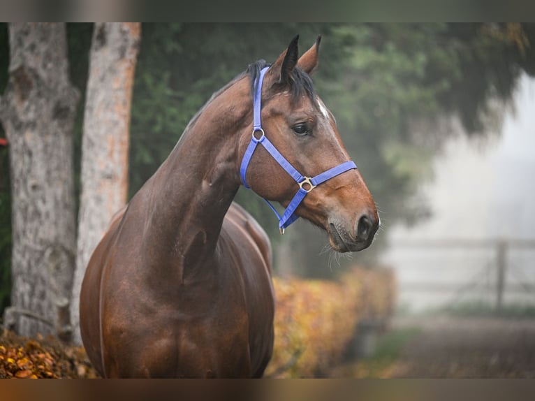 Oldenburg Mare 7 years 17 hh Bay in Donaueschingen