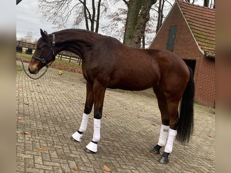 Oldenburg Mare 7 years 17 hh Brown in Erlensee