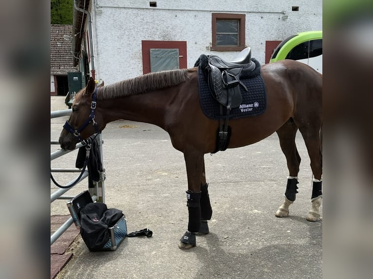 Oldenburg Mare 7 years 17 hh Chestnut in Blieskastel