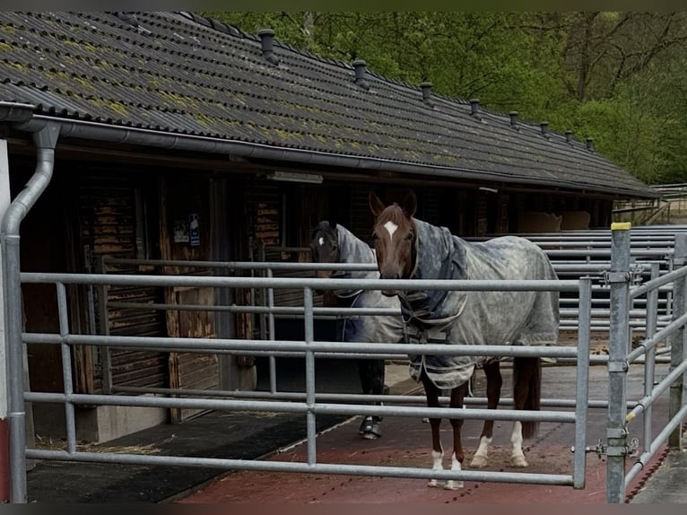 Oldenburg Mare 7 years 17 hh Chestnut in Blieskastel