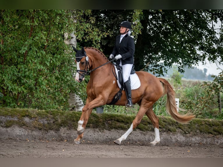Oldenburg Mare 7 years 17 hh Chestnut-Red in Wilhelmshaven