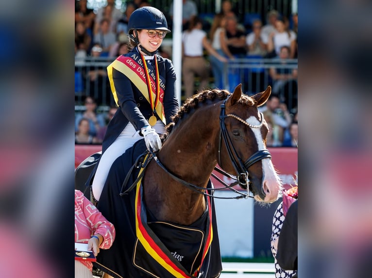Oldenburg Mare 7 years 17,1 hh Black in B&#xF6;rrstadt
