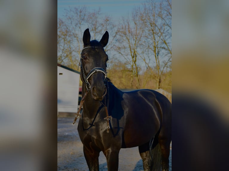 Oldenburg Mare 7 years 17,1 hh Black in Hagen