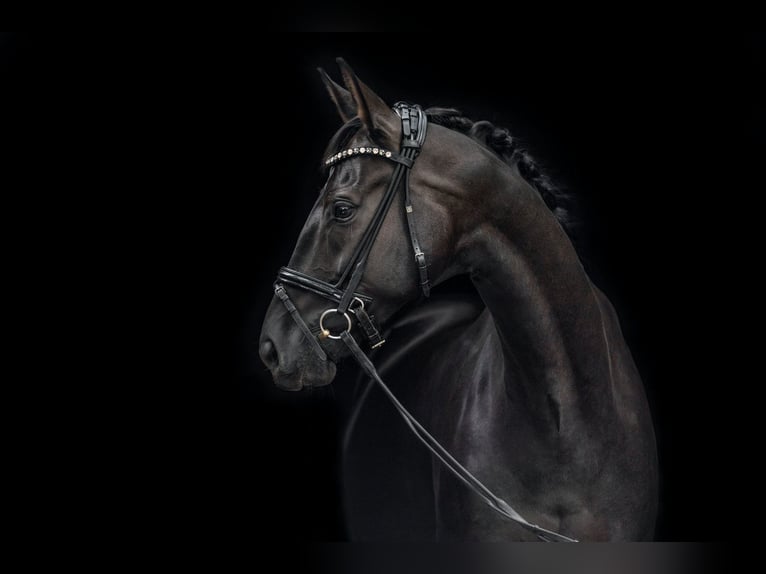 Oldenburg Mare 7 years 17,1 hh Black in Hagen