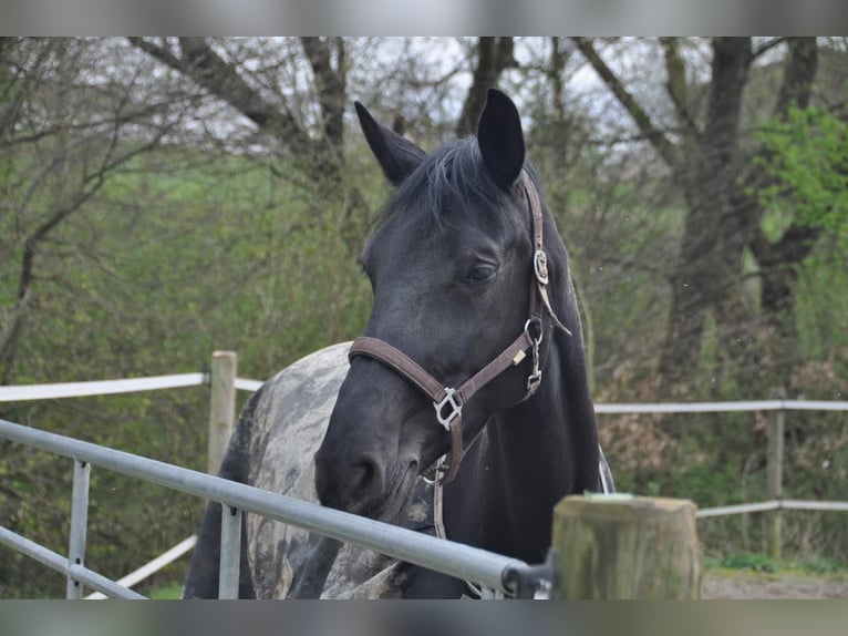 Oldenburg Mare 7 years 17,1 hh Black in Schwerte