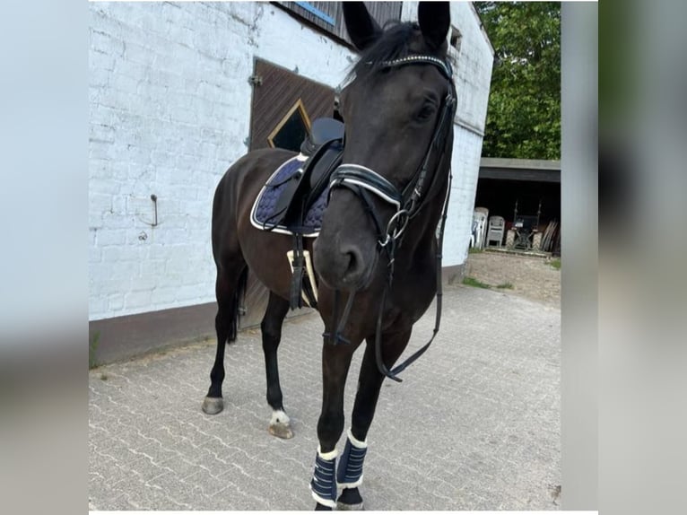 Oldenburg Mare 7 years 17,1 hh Black in Schwerte