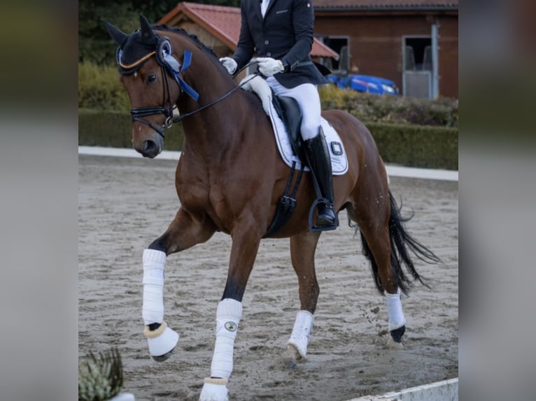 Oldenburg Mare 7 years 17,1 hh Brown in Neuss