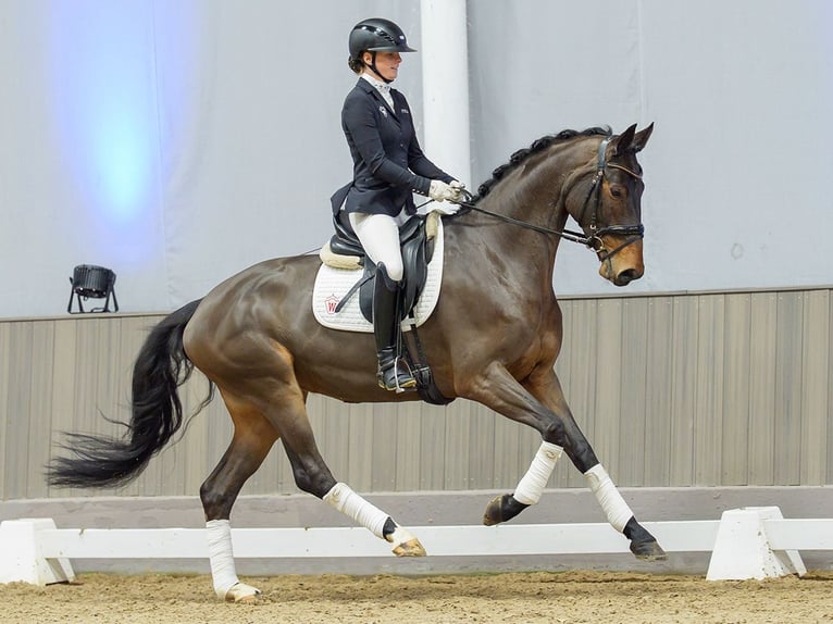 Oldenburg Mare 7 years Brown in Münster-Handorf