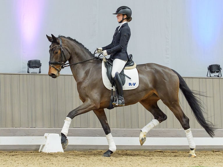 Oldenburg Mare 7 years Brown in Münster-Handorf
