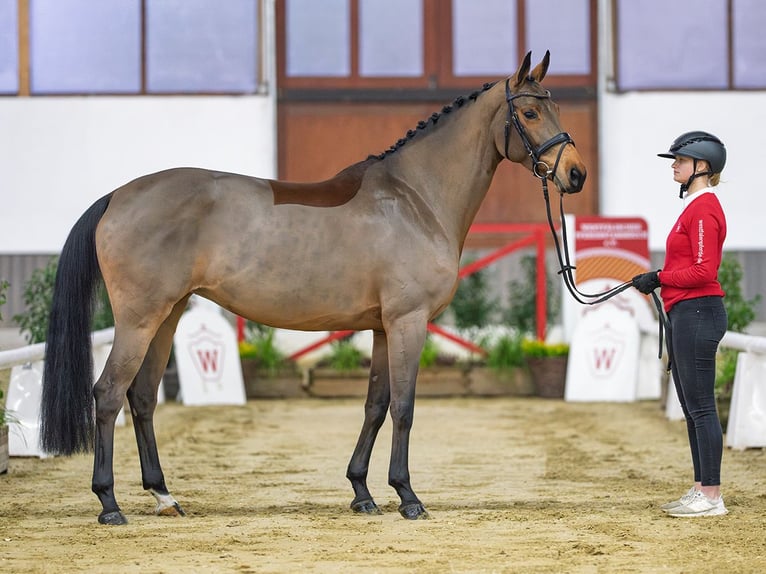 Oldenburg Mare 7 years Brown in Münster-Handorf