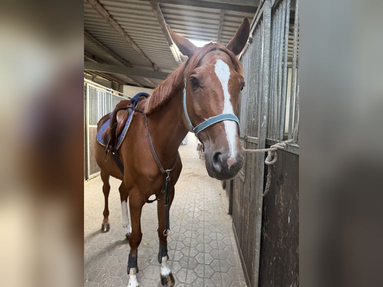 Oldenburg, Mare, 7 years, Chestnut-Red