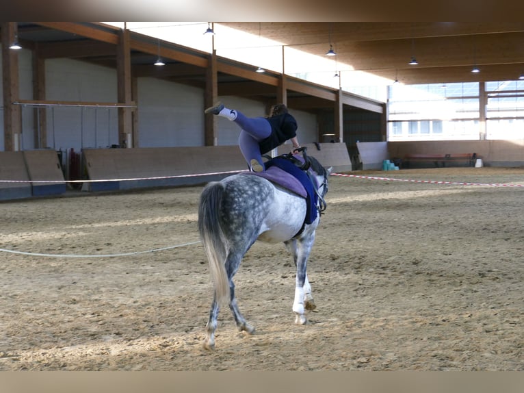 Oldenburg Mare 7 years Grey in Ganschow