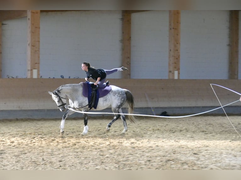 Oldenburg Mare 7 years Grey in Ganschow