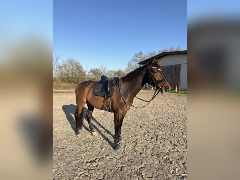 Oldenburg Mare 8 years 15.3 hh Brown in Wiesloch