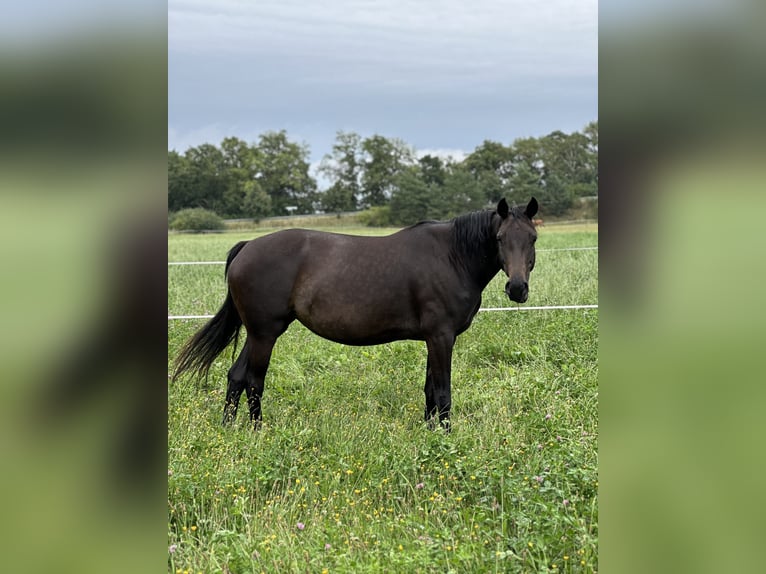 Oldenburg Mare 8 years 15,2 hh Bay-Dark in Kathendorf