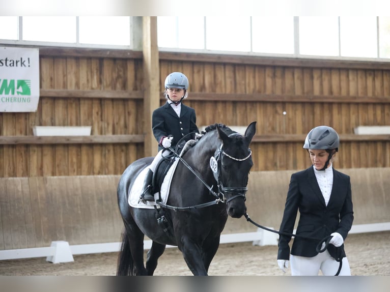 Oldenburg Mare 8 years 15,2 hh Black in Hamburg Osdorf