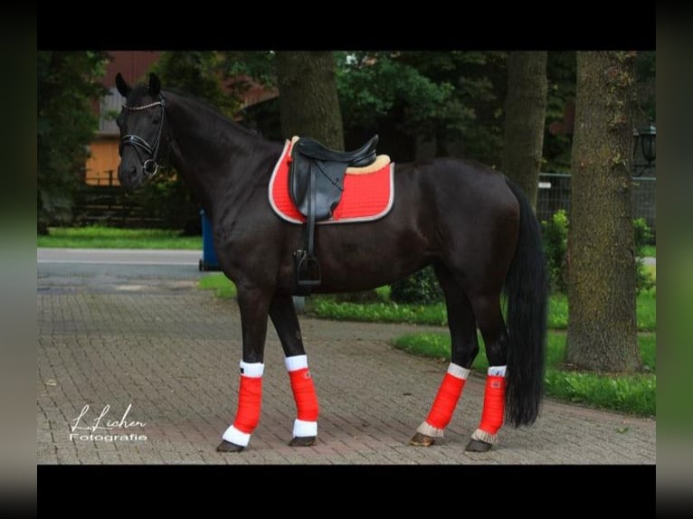 Oldenburg Mare 8 years 16.1 hh Black in Molbergen