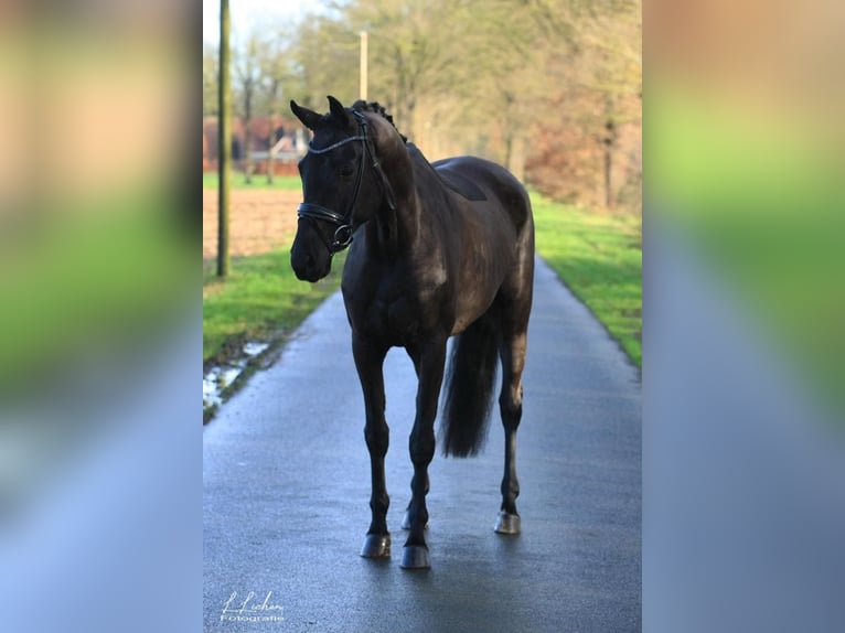 Oldenburg Mare 8 years 16.1 hh Black in Molbergen