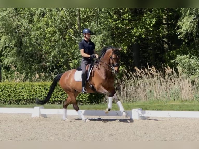 Oldenburg Mare 8 years 16.1 hh Brown in Bree