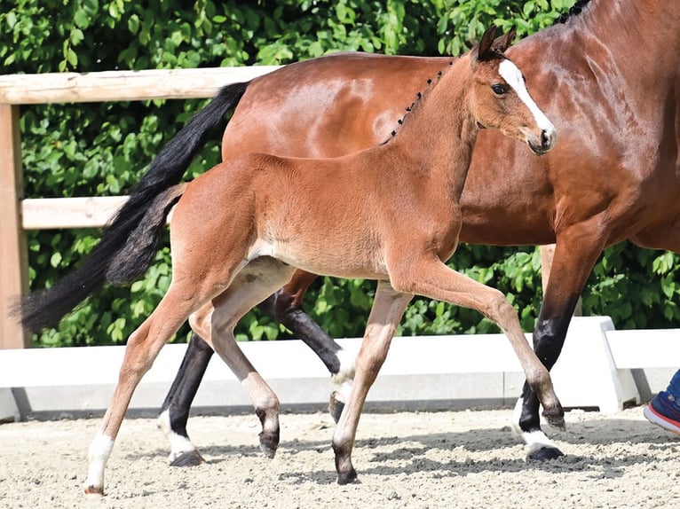 Oldenburg Mare 8 years 16.1 hh Brown in Bramsche