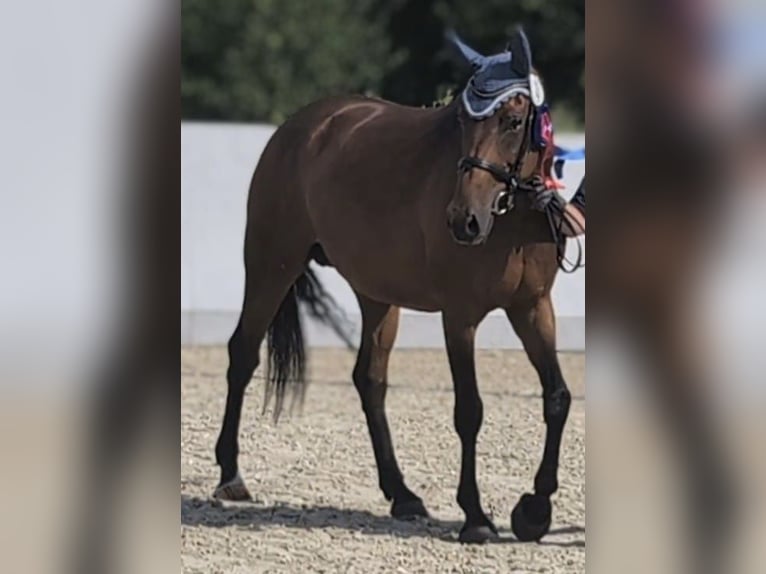 Oldenburg Mare 8 years 16,1 hh Brown in Weida