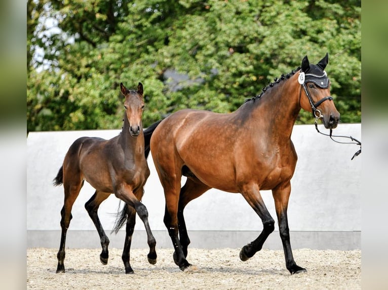 Oldenburg Mare 8 years 16,1 hh Brown in Weida