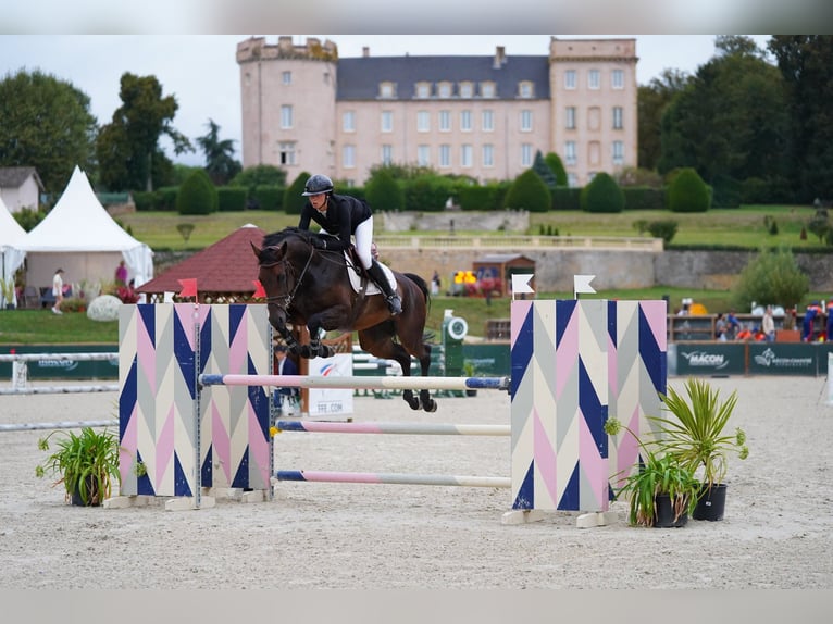 Oldenburg Mare 8 years 16.1 hh Brown in Silhac