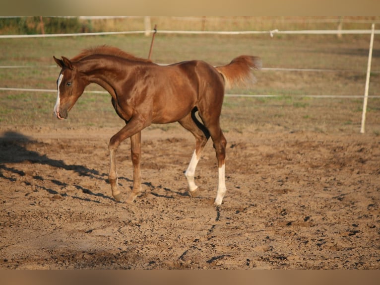 Oldenburg Mare 8 years 16.1 hh Chestnut in Friesack