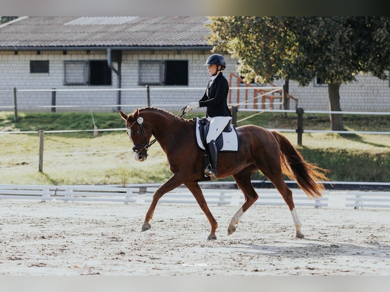 Oldenburg Mare 8 years 16.1 hh Chestnut in Friesack