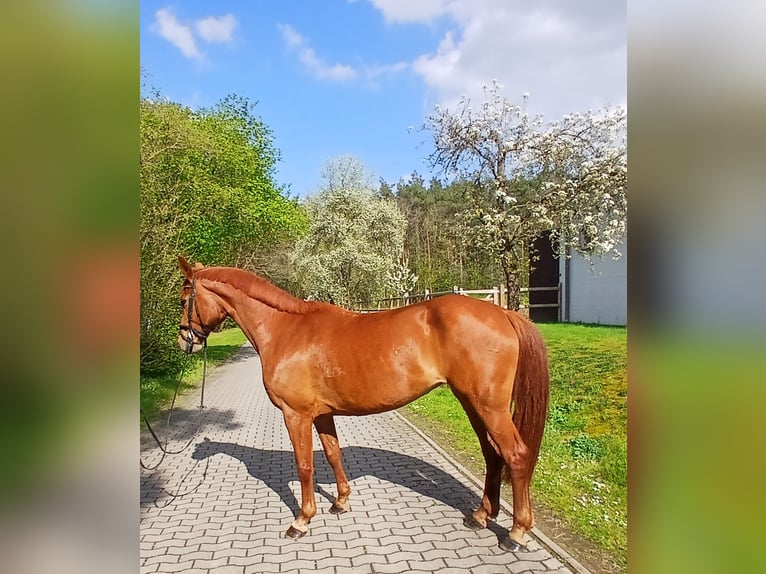 Oldenburg Mare 8 years 16.1 hh Chestnut-Red in Barenburg