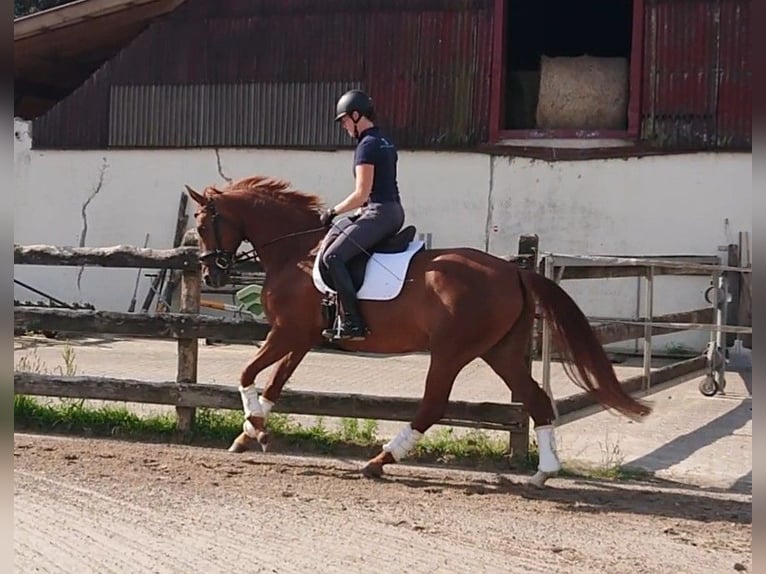 Oldenburg Mare 8 years 16.1 hh Chestnut-Red in Damme