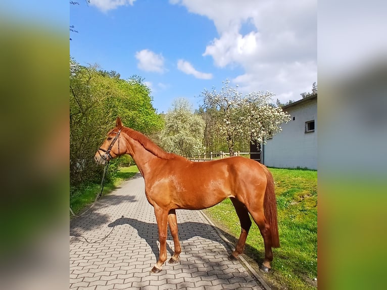 Oldenburg Mare 8 years 16.1 hh Chestnut-Red in Kirchdorf
