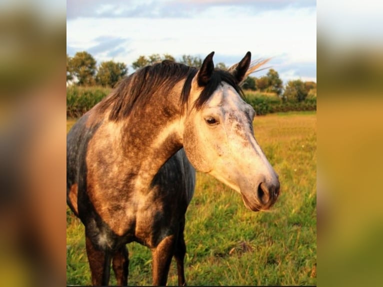 Oldenburg Mare 8 years 16,1 hh Gray-Dapple in Eydelstedt