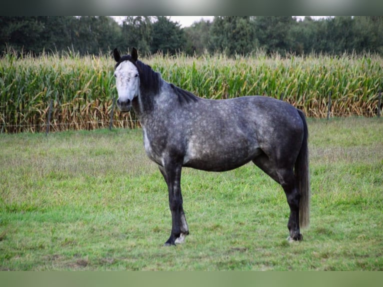 Oldenburg Mare 8 years 16,1 hh Gray-Dapple in Eydelstedt