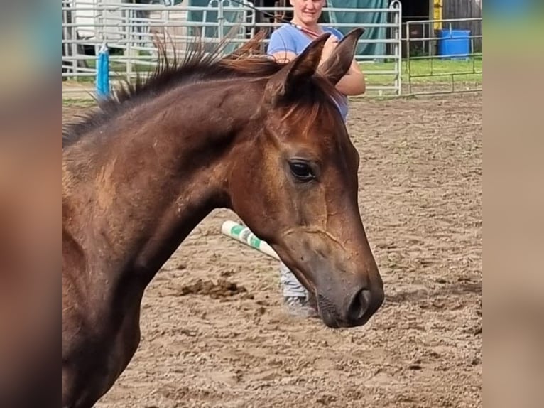 Oldenburg Mare 8 years 16,1 hh Gray-Dapple in Eydelstedt