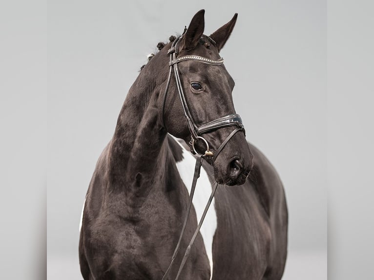 Oldenburg Mare 8 years 16,1 hh Pinto in Münster