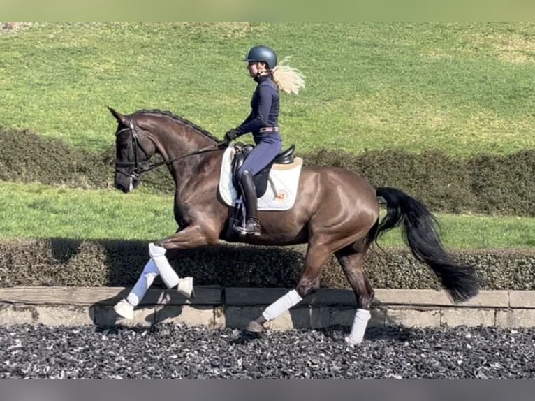 Oldenburg Mare 8 years 16.1 hh Smoky-Black in Niederkirchen