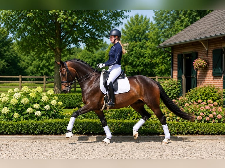 Oldenburg Mare 8 years 16.2 hh Bay-Dark in Butjadingen