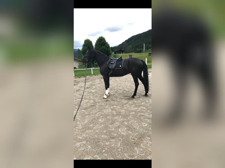 Oldenburg Mare 8 years 16,2 hh Black in Butjadingen