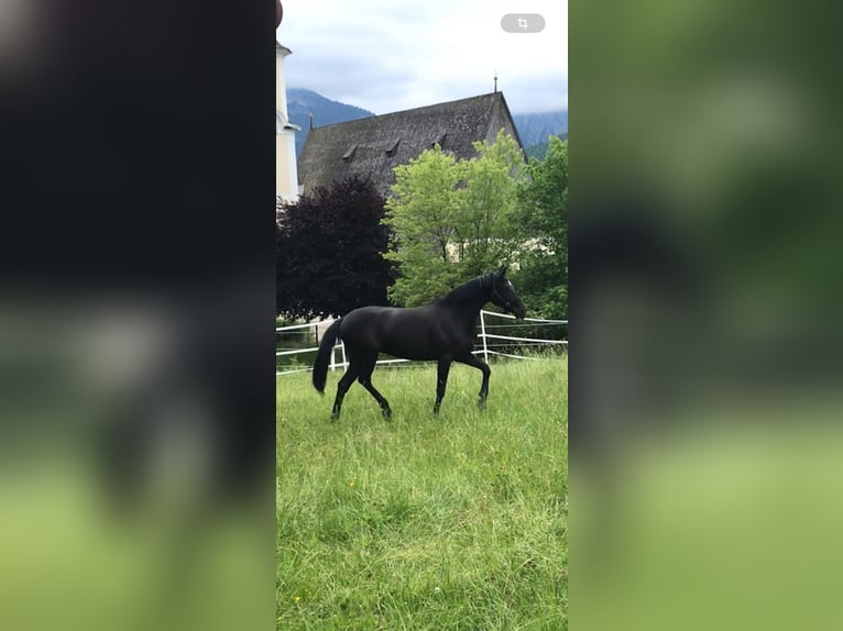 Oldenburg Mare 8 years 16,2 hh Black in Butjadingen