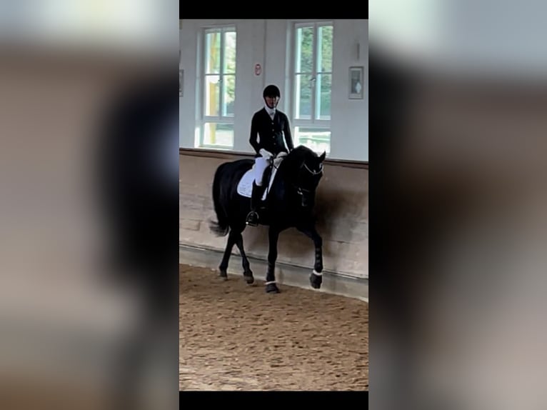 Oldenburg Mare 8 years 16,2 hh Black in Butjadingen