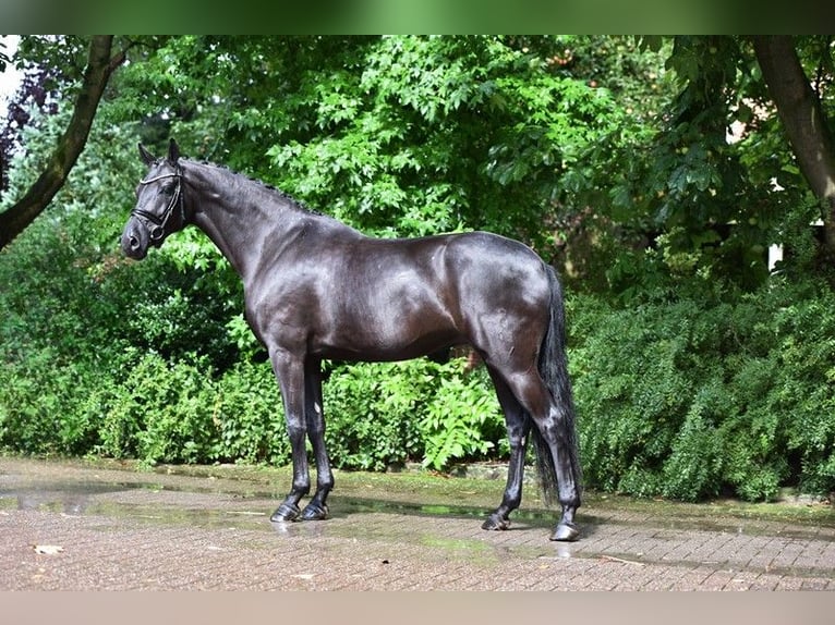 Oldenburg Mare 8 years 16,2 hh Black in Visbek