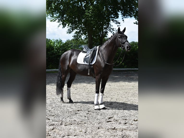 Oldenburg Mare 8 years 16,2 hh Black in Visbek