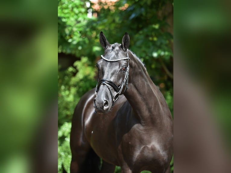 Oldenburg Mare 8 years 16,2 hh Black in Visbek