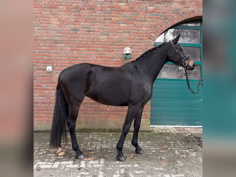 Oldenburg Mare 8 years 16.2 hh Brown in Leer (Ostfriesland)