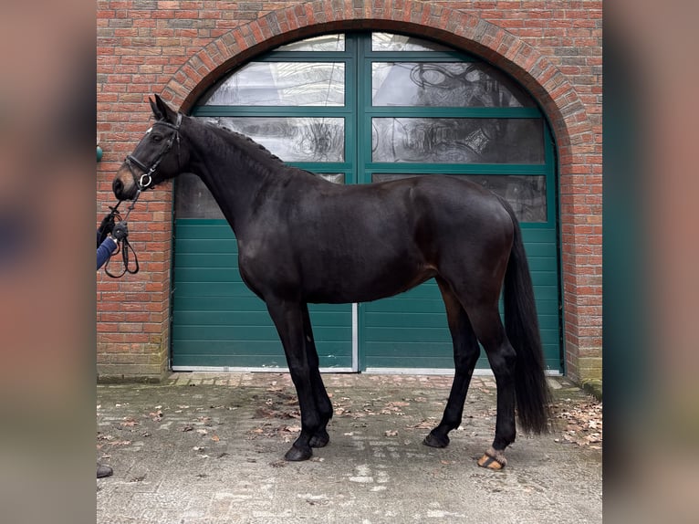 Oldenburg Mare 8 years 16.2 hh Brown in Leer (Ostfriesland)
