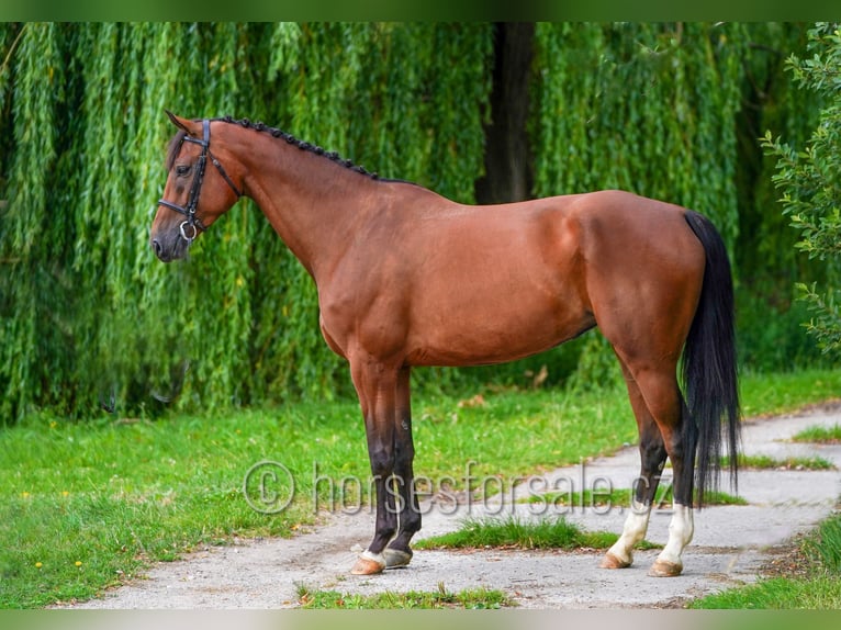 Oldenburg Mare 8 years 16.2 hh Brown in Ceske Budejovice