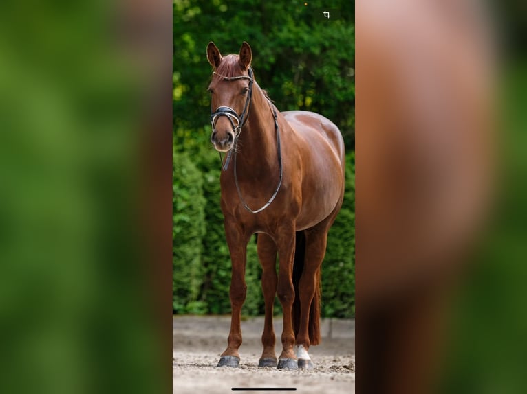 Oldenburg Mare 8 years 16,2 hh Chestnut in Waabs