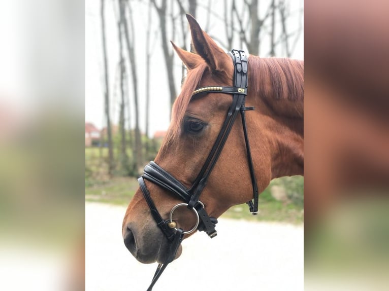 Oldenburg Mare 8 years 16,2 hh Chestnut-Red in Großmaischeid