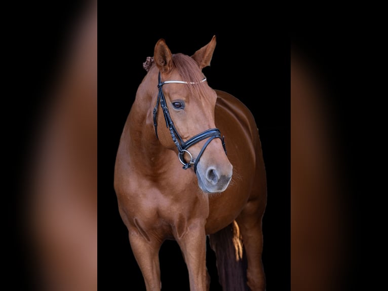 Oldenburg Mare 8 years 16,2 hh Chestnut-Red in Salzkotten